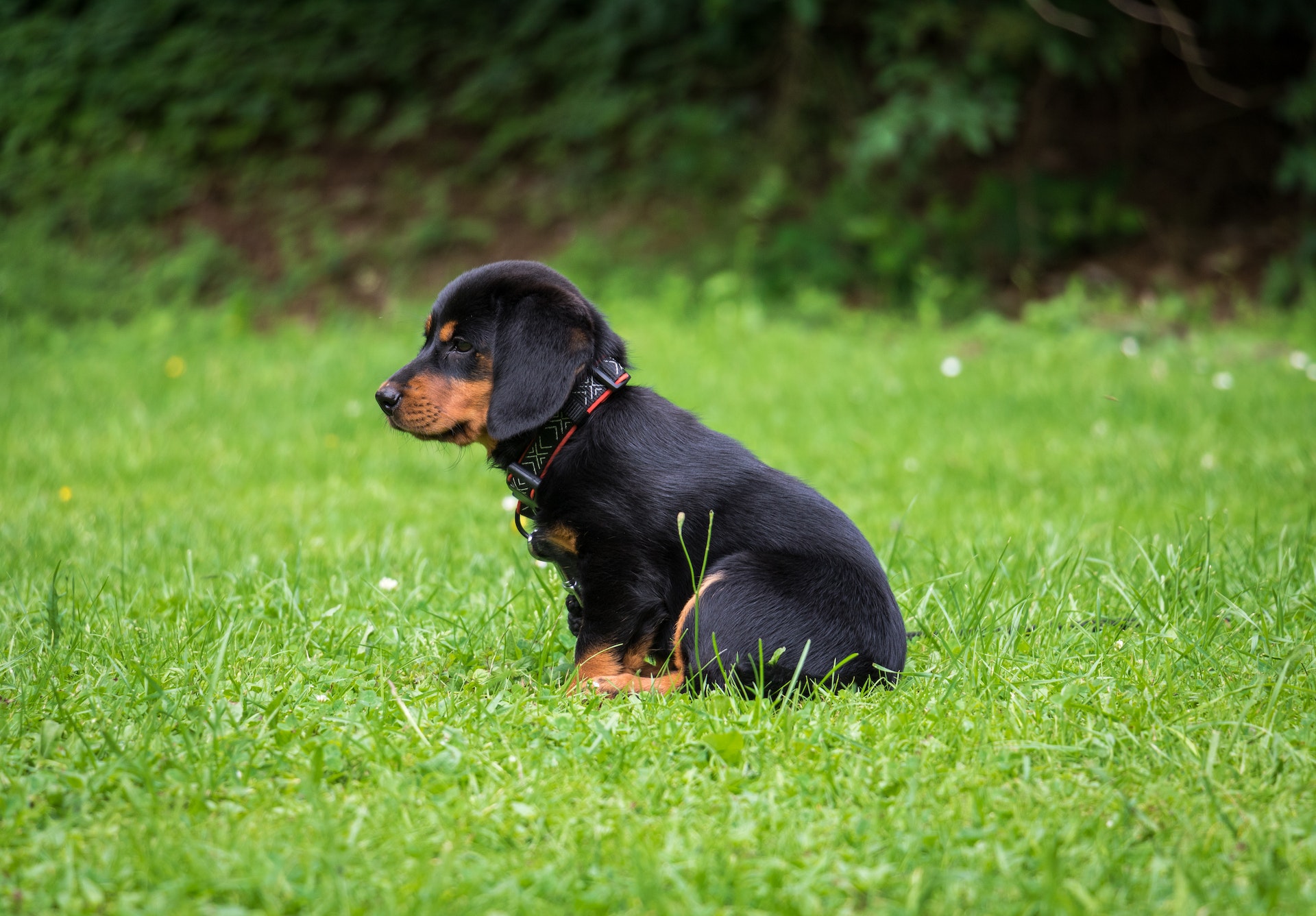 Chien regardant les montagnes